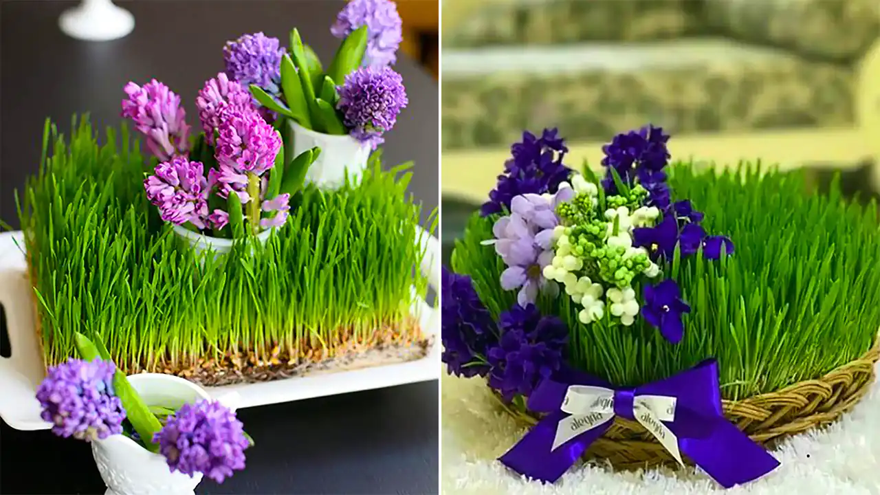 سبزه برای سفره هفت سین